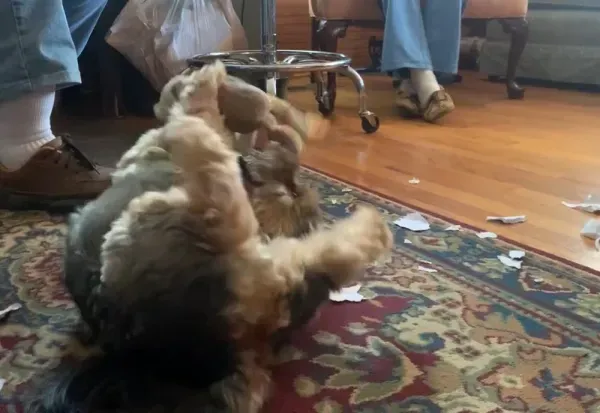 Kodak the yorkie mix